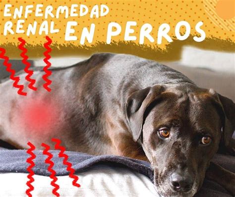 porno de perro|sexo con perros. Videos porno de animales gratis